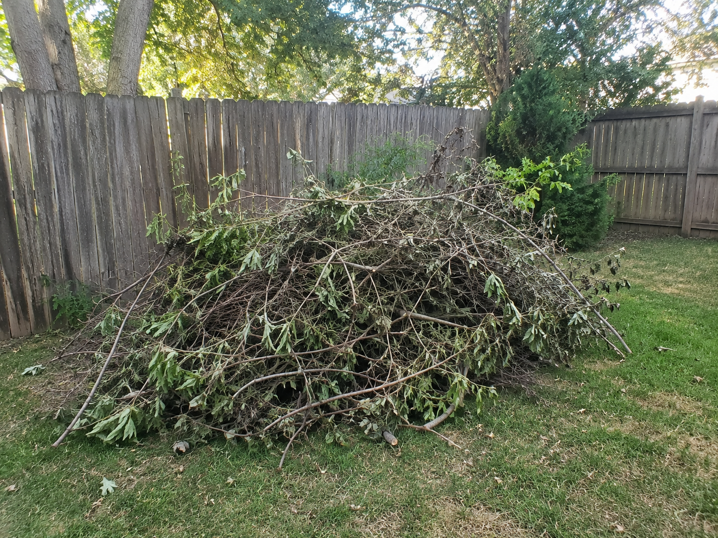 Pile of branches before yard debris removal